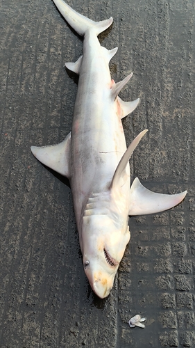 Hemipristis elongata observed 2026-02-27