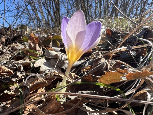 Dalmatian Crocus (Crocus dalmaticus)