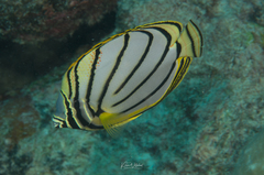Chaetodon meyeri