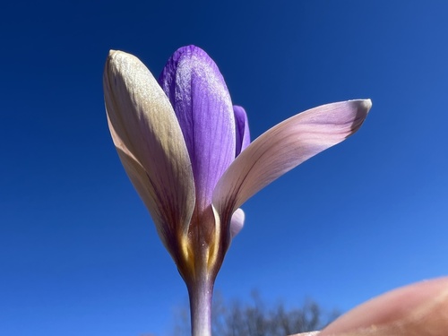 Crocus dalmaticus, photograph 1