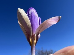 Crocus dalmaticus, photograph author not stated, no rights reserved