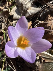 Crocus dalmaticus, photograph author not stated, no rights reserved