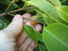 Ficus binnendykii