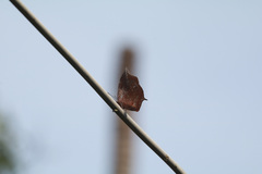Charaxinae