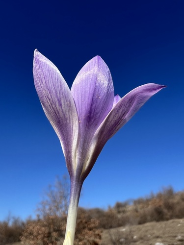 Crocus dalmaticus, photograph 3