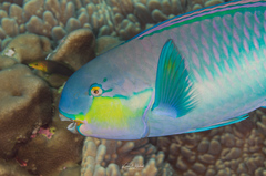 Chlorurus strongylocephalus