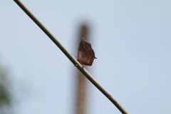 Charaxinae