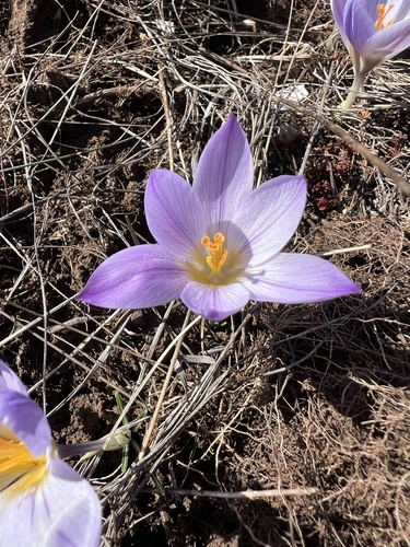Crocus dalmaticus, photograph 4