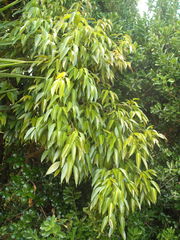 Ficus binnendykii