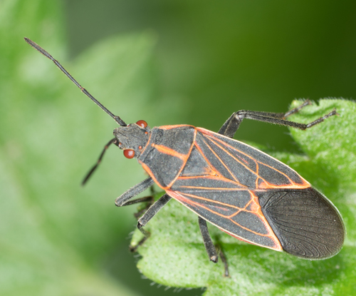 Western Boxelder Bug