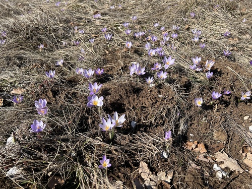 Crocus dalmaticus, photograph 5