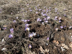 Crocus dalmaticus, photograph author not stated, no rights reserved