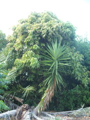 Ficus binnendykii