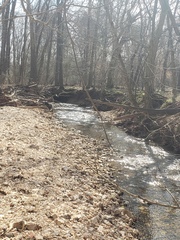 Etheostoma spectabile