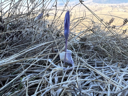 Crocus weldenii, photograph 5
