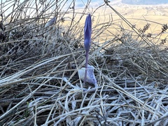 Mirko Ubović, CC0, iNaturalist via GBIF Crocus weldenii, photograph Mirko Ubović, CC0, iNaturalist via GBIF