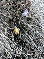 Crocus weldenii, photograph Mirko Ubović, CC0, iNaturalist via GBIF