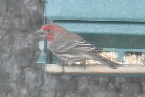 House Finch