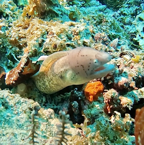 Gymnothorax griseus