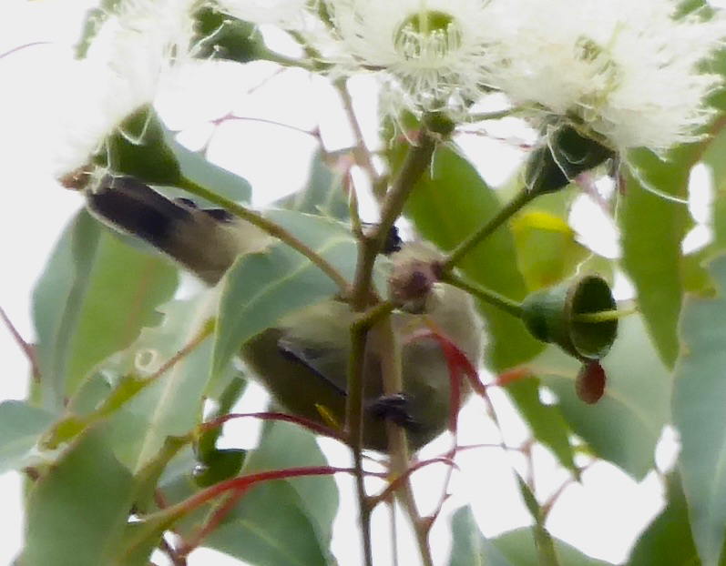 Western Thornbill (Acanthiza inornata), photo 2