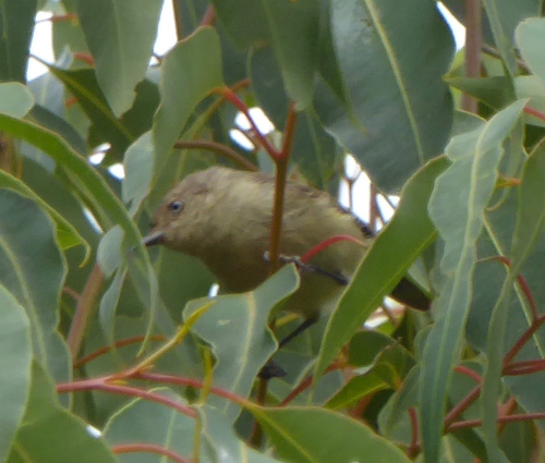Western Thornbill (Acanthiza inornata)