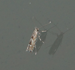 Phyllonorycter apparella