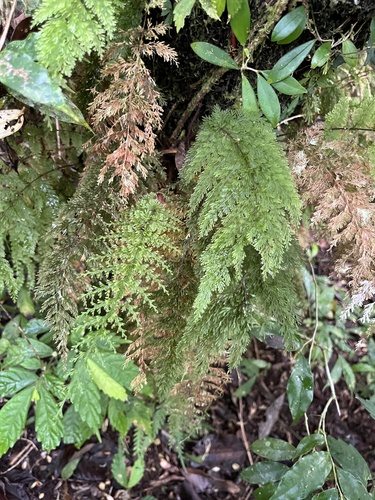 Callistopteris apiifolia observed 2026-02-27