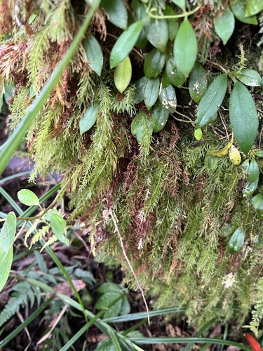 Abrodictyum cumingii observed 2026-02-27