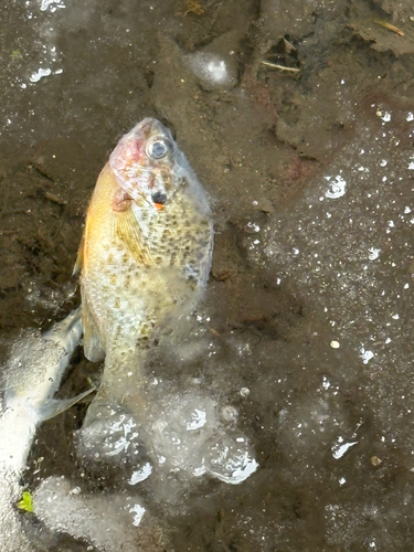 Lepomis gibbosus