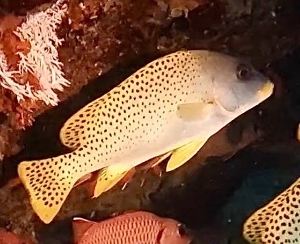 Plectorhinchus gaterinus