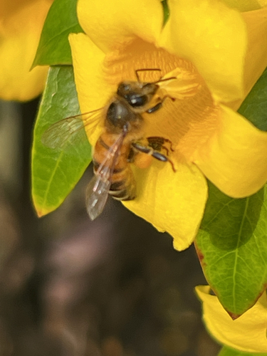 Bee