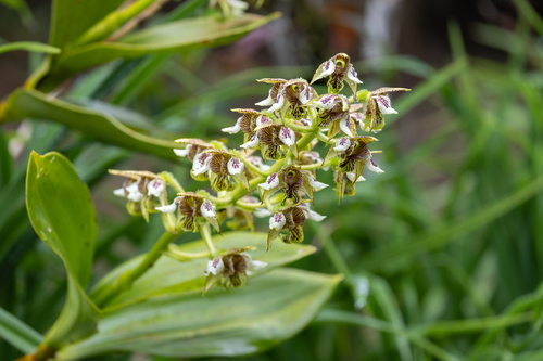 Dendrobium macrophyllum observed 2025-12-05