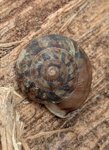 Helicigona lapicida