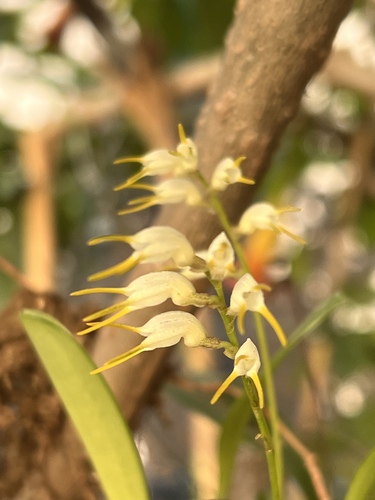 Masdevallia strumifera, photograph 2