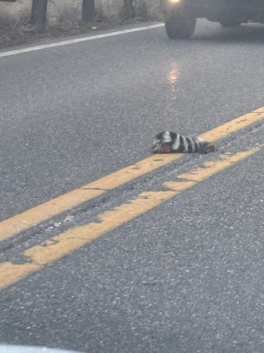 Ringtail observed by jatmasphere