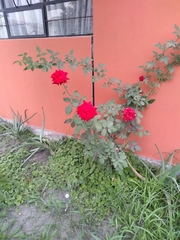 Rosa chinensis