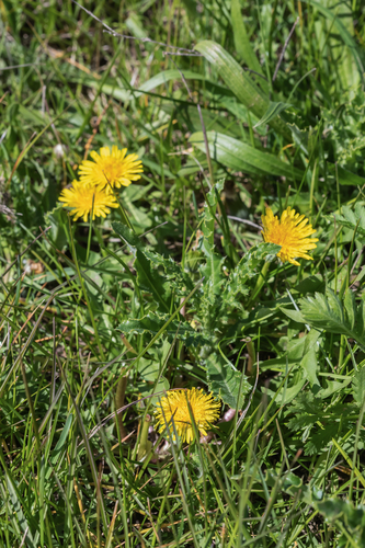 reflexed-bracted dandelion (Taraxacum valens)