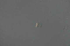 Phyllonorycter apparella