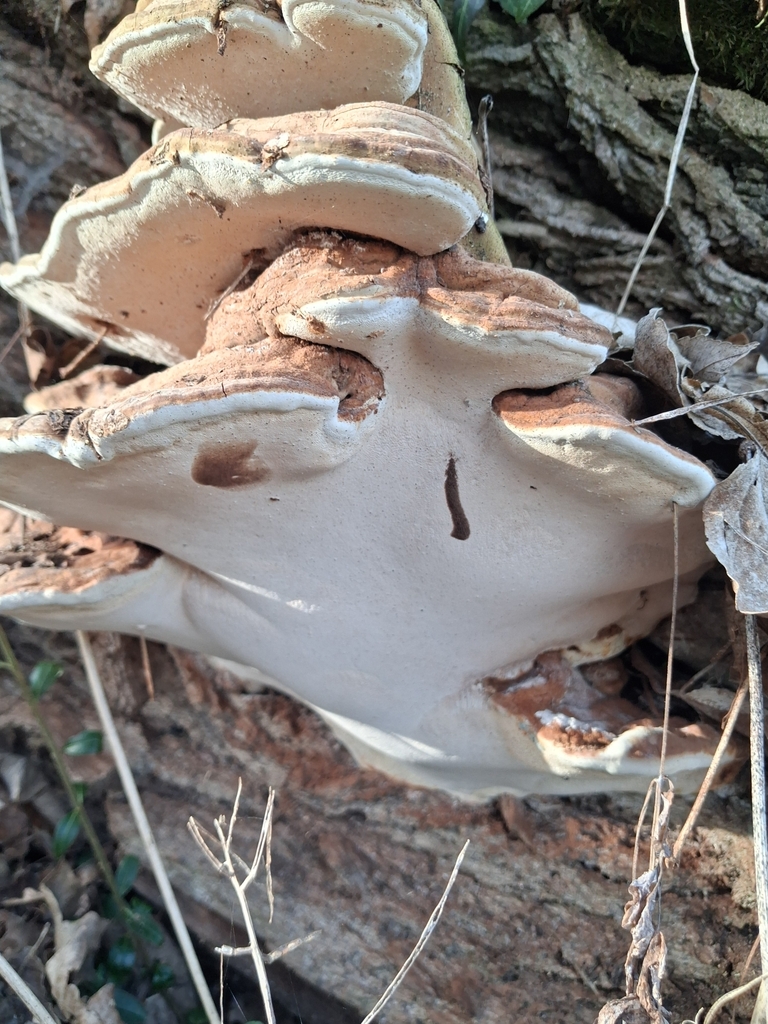 Ganoderma adspersum · February 2026 · photo: © mangoblatt (iNaturalist, cc0)