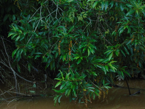 Citharexylum myrianthum, photograph 2