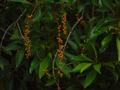 Citharexylum myrianthum, photograph 1