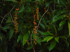 (c) André Ribeiro Cardoso, some rights reserved (CC BY) Citharexylum myrianthum, photograph (c) André Ribeiro Cardoso, some rights reserved (CC BY)