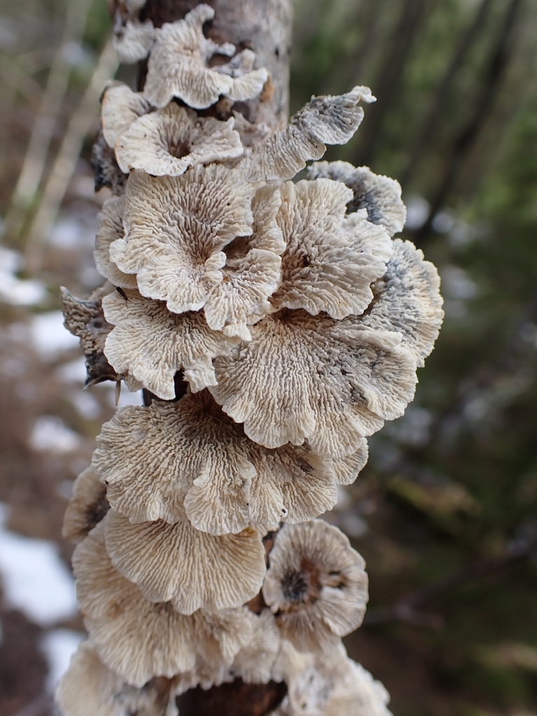 Plicatura crispa · February 2026 · photo: © johan8153 (iNaturalist, cc-by)