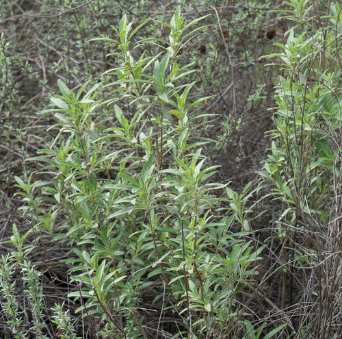 Salvia mellifera