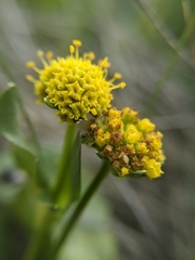 Sanicula maritima