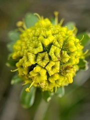 Sanicula maritima
