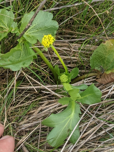 Image of Sanicula maritima by no rights reserved