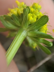 Sanicula maritima