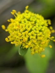Sanicula maritima