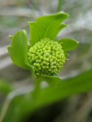 Sanicula maritima